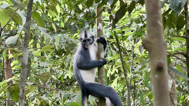 Thomas's leaf monkey in the rainforest